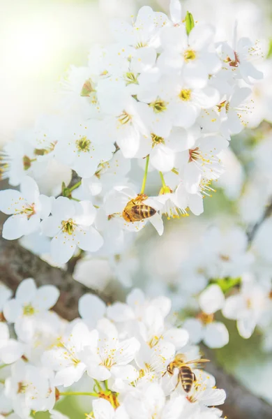 Sakura Blume Oder Kirschblüte Honigbiene Frühling Saison Abstrakte Natur Hintergrund — Stockfoto