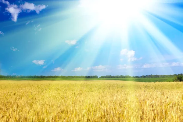 Пшеничне Поле Блакитним Небом Жовте Сонце — стокове фото