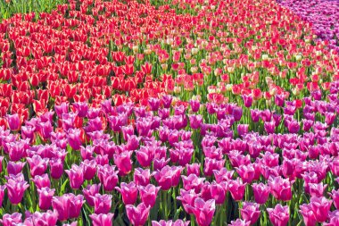 Çok renkli lale park Keukenhof, bahar doğa arka planını çiçekler lale alan
