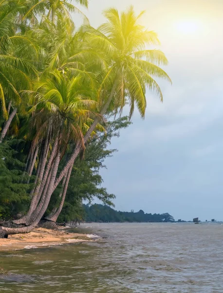 Coconut Palm Tree Sandy Beach Island Bay Summer Nature Scene — Stock Photo, Image