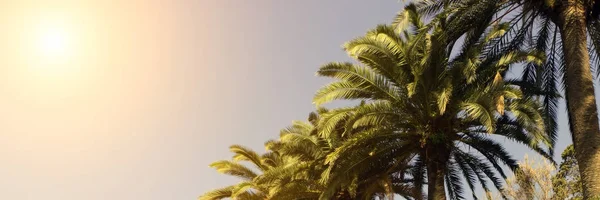 Scène Paradisiaque Feuilles Palmier Vert Tropical Île Des Caraïbes Concept — Photo
