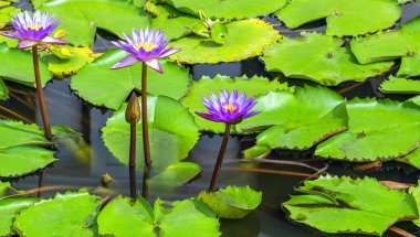 Çiçek açan çiçekler, Lotus yaprak Nilüfer çiçeği, bahar çiçekleri Nilüfer yeşil arka planlar