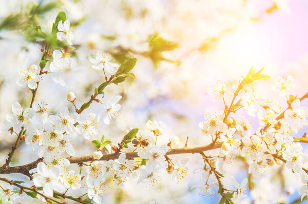 tree cherry blossoms flowers branch Spring abstract, Honey bee flying