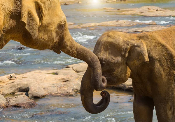 Kissing Trunk Elephants Family Water Jungle River Asia Elephant Love — Stock Photo, Image