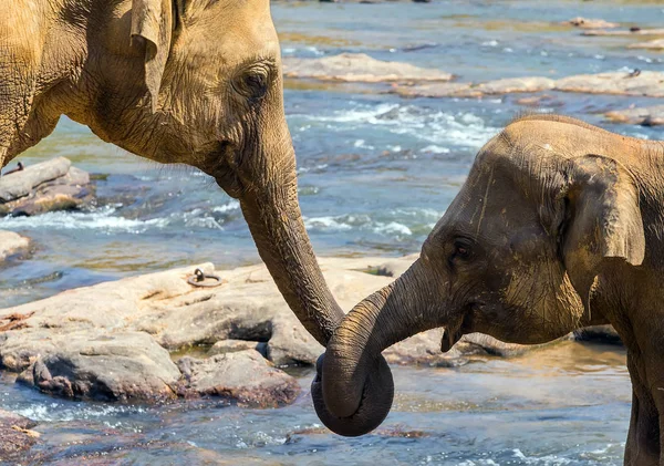 愛物語のコンセプト 国立タイ象世界のバレンタインデーを抱いてキスの象のトランク — ストック写真