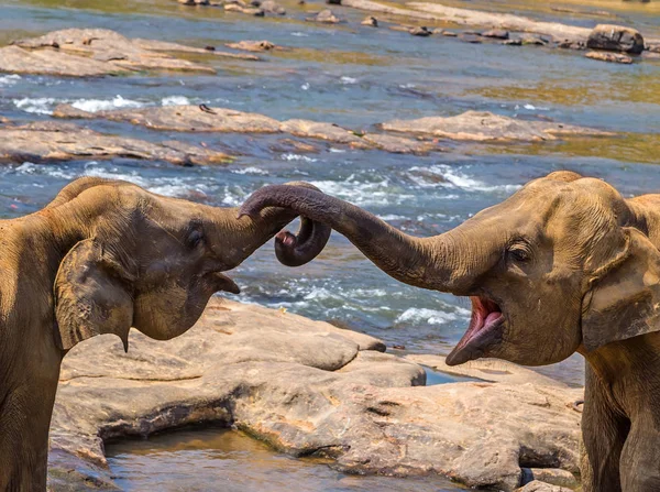 Kissing Trunk Elephants Love Story Concept National Thai Elephant Worldwide — Stock Photo, Image