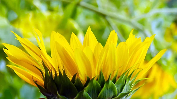 Makro Von Sonnenblumen Hintergründe Natur Ostern Frühling Blumen Abstrakte Dekoration — Stockfoto