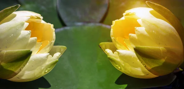 Primavera Verde Fundos Waterlily Flor Flores Lótus Florescer Nascer Sol — Fotografia de Stock