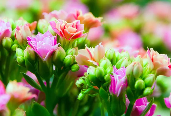 Φόντα Φύση Πάσχα Άνοιξη Λουλούδια Φόντο Αφαιρετική Διακόσμηση Επιλεκτική Απαλή — Φωτογραφία Αρχείου