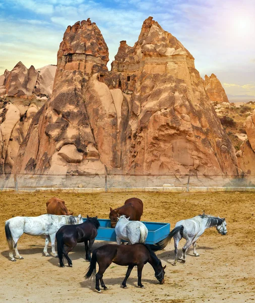 Horses Mountain Landscape Volcanic Mountains Stallion Cappadocia Anatolia Turkey — Stockfoto