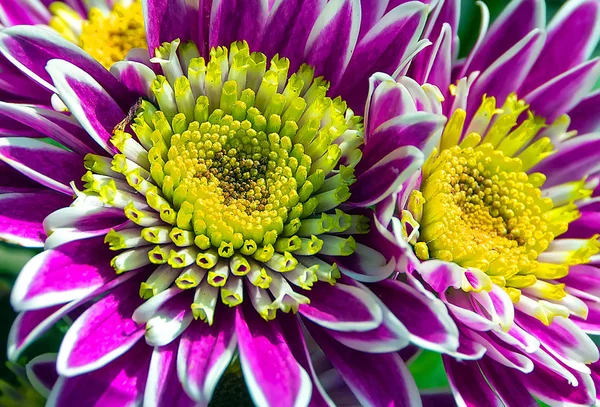 Chrysanthemum Purple Backgrounds Nature Easter Spring Flowers Abstract Decoration Background — 图库照片