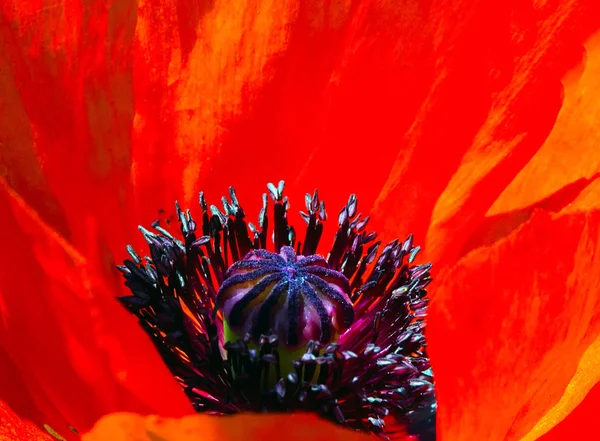 Poppies Red Floral Design Backgrounds Nature Easter Spring Flowers Abstract — Stock Photo, Image