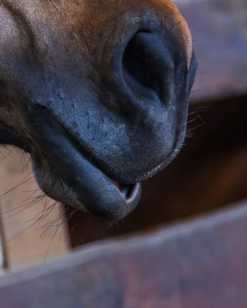 馬の頭鼻種牡馬動物背景の銃口 — ストック写真