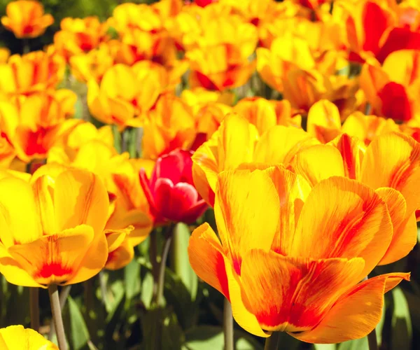 Piękny Bukiet Tulipan Tle Natura Wiosna Kwiaty Tulipany Pola — Zdjęcie stockowe