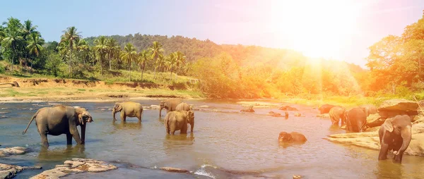 Primavera Sol Elefantes Asiáticos Nadando Jugando Bañándose Río Sri Lanka — Foto de Stock