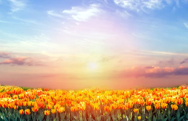 Tulip Field Spring Season Tulips Beautiful Meadow Nature Background Happy — Φωτογραφία Αρχείου