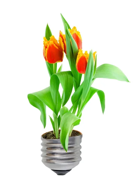 Eco Green Energy Concept Lamp Gloeilamp Met Planten Tulpen Binnen — Stockfoto