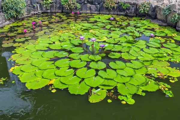 Lotus Yaprak Nilüfer Çiçeği Doğal Gölet Üzerinde Arka Plan Bırakır — Stok fotoğraf
