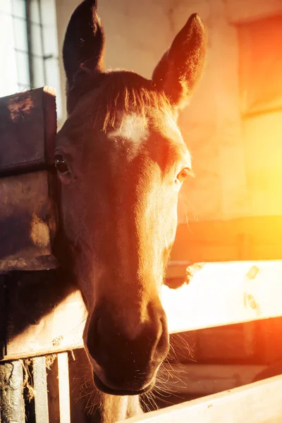 Κεφάλι Ενός Αλόγου Στο Ηλιοβασίλεμα Γκρο Πλαν Ξύλινο Φράχτη — Φωτογραφία Αρχείου