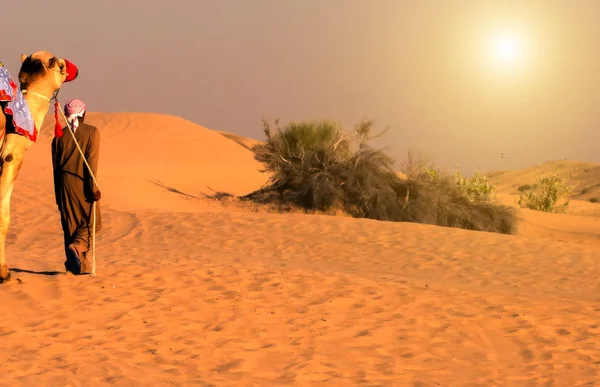 Safari Wielbłądach Zachód Słońca Wydmy Pustyni Krajobraz Zewnątrz — Zdjęcie stockowe