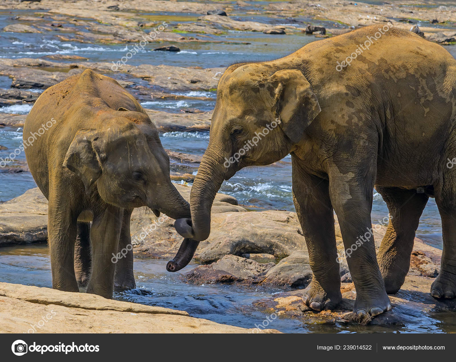 Elephants Kissing Entwined Heart Elephant Family 17cm High Cute Kissing Jumbo 
