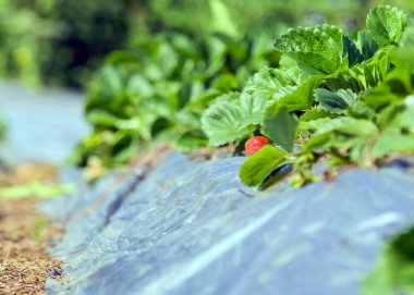 taze Olgun kırmızı çilek endüstriyel Berry bir tünel sera - doğa gündoğumu bahar kavramı tarım Sera hasat