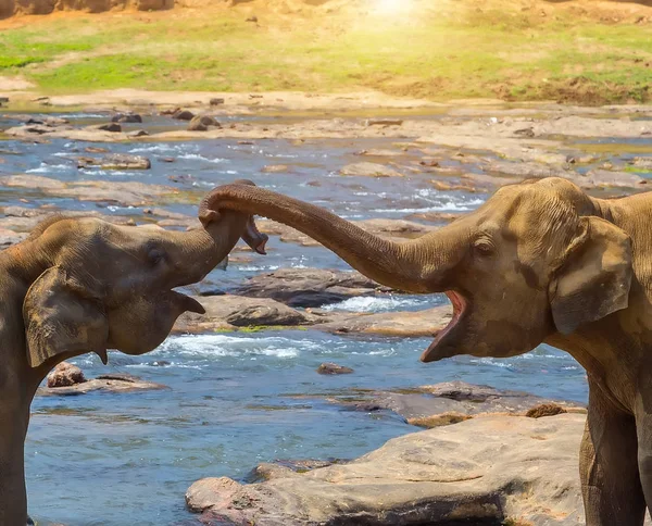 Kissing Trunk Elephants Family Water Jungle River Asia Elephant Kiss — Stock Photo, Image