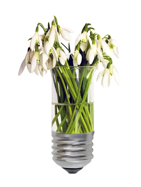 生态绿色能源概念灯泡 灯泡与植物雪滴生长在隔离的白色背景 — 图库照片