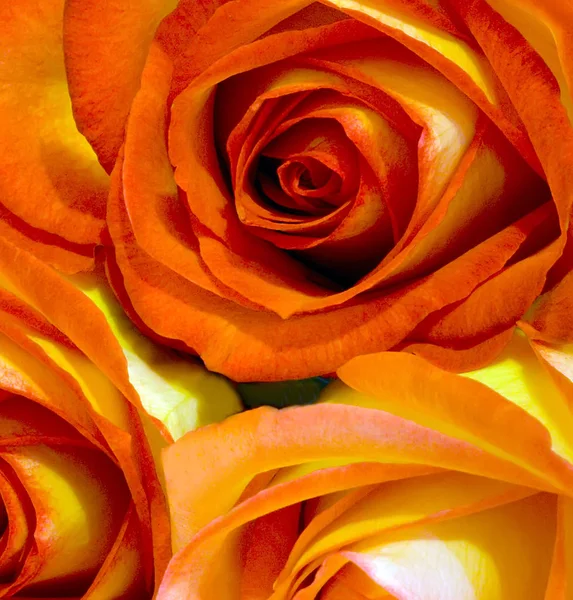 Roses Roses Milieux Nature Pâques Printemps Fleurs Fond Décoration Abstraite — Photo