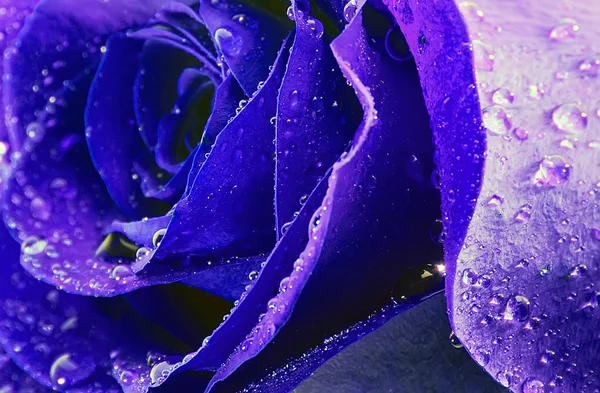 蓝色玫瑰背景自然复活节春花 抽象装饰背景 选择性软焦点 — 图库照片