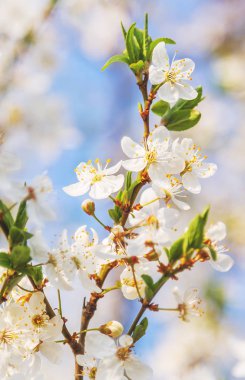 White cherry blossoms flowers branch Spring abstract nature scene blooming fruit tree