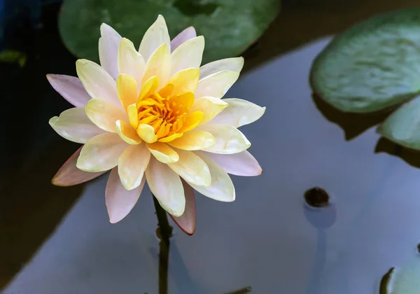 White Lotus Blossom Water Lily Flower Pool Spring Flowers Waterlily — Stock Photo, Image