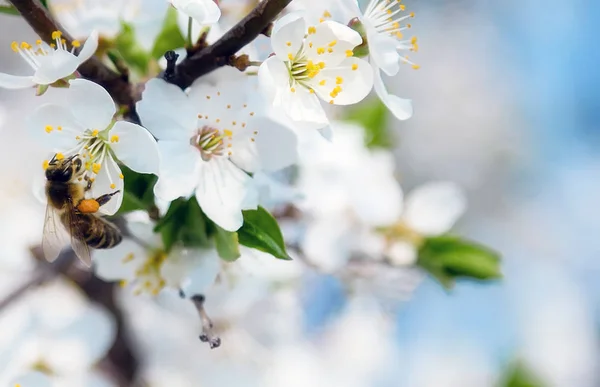 春の桜の花の蜂蜜蜂が飛んで花が咲く 抽象的な背景をぼかした写真春 — ストック写真