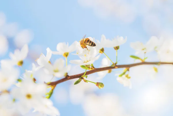 Frühling Saison Abstrakte Natur Hintergrund Honig Biene Blühende Blumen Kirschblüten — Stockfoto