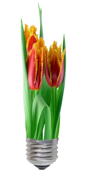 Eco Green Energy Concept Birne Glühbirne Mit Pflanzenanbau Tulpen Isoliert — Stockfoto