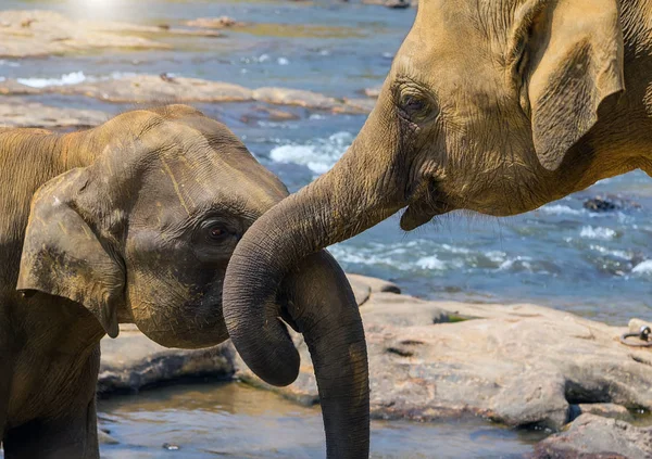 Kissing Trunk Elephants Love Story Water Jungle River Asia Elephant Royalty Free Stock Photos