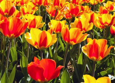 Multicolor tulip, Easter day Spring nature background of flowers tulips field