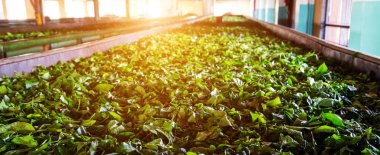 Green tea leaves background, mountain tea drying inside a factory in Sri Lanka