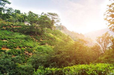 Arka plan, dağ çayı çalılar plantasyon Nuwara Eliya Sri Lanka yakınlarındaki tepe içinde yeşil çay yaprakları