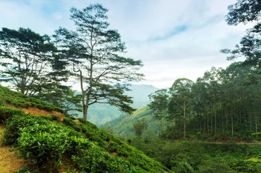 Arka plan, dağ çayı çalılar plantasyon Sri Lanka yeşil çay yaprakları