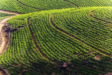 Yeşil çay tarlaları arka plan, 