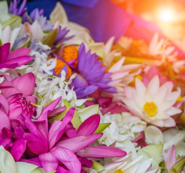 Menekşe Nilüfer lotus çiçek çiçeklenme