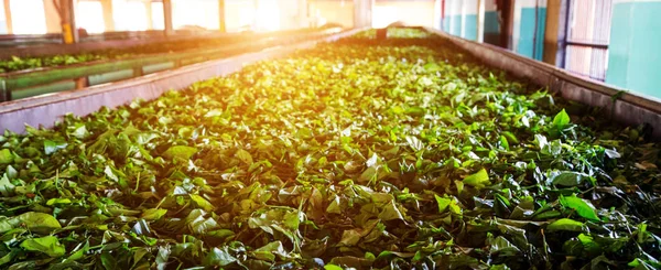 Green Tea Leaves Background Mountain Tea Drying Factory Sri Lanka — 스톡 사진
