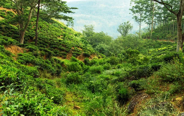 绿茶叶背景 斯里兰卡的山茶灌木种植园 — 图库照片