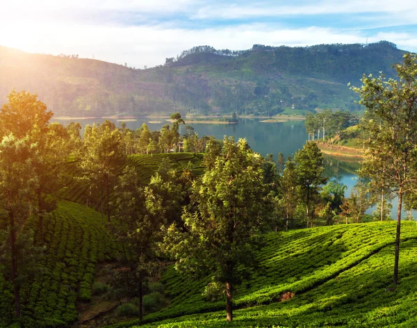 Folhas Chá Verde Fundo Plantação Arbustos Chá Montanha Sri Lanka — Fotografia de Stock