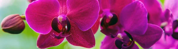 Orchid Flower Banner Tropical Garden Sunset Tone Orchids Floral Background — Stock Photo, Image