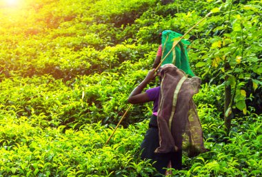 Güneş kadın çay koparma seçkinleri, çay tarlaları arka plan, çay Emlak bölge Sri Lanka tepenin ülkede bahar