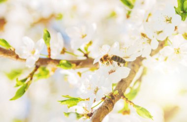 Uçan bal arısı ile bahar arka plan beyaz kiraz çiçekleri çiçek şube
