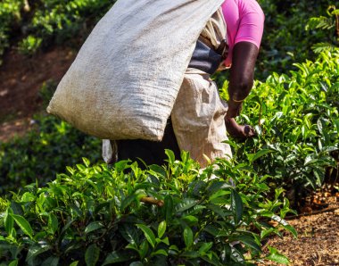 Bahar kadın çay koparma seçkinleri, çay tarlaları arka plan, çay Emlak hill ülke bölge Sri Lanka