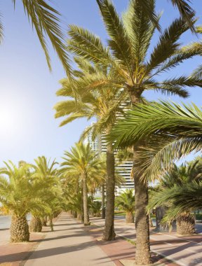 Palm ağaçlar tropikal yeşil yaprakları düzeni. Doğa bahar kavramı.
